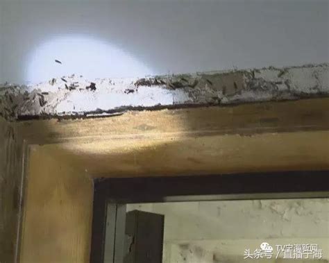 家裡有白蟻怎麼處理 後陽台